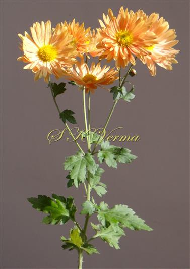  Flowering shoot with inflorescence